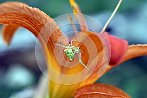 Thomisus onustus on the Lilium tigrinum