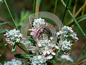 Thomisus sp., crab spiders (family Thomisidae), a spider caught a bee landing on a flower for nectar