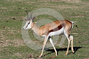 Thompson gazelle walking