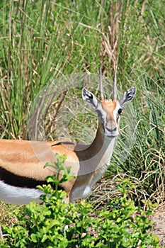 Thompson Gazelle walks thru the high grass on the safari
