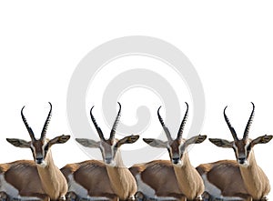 Thompson gazelles