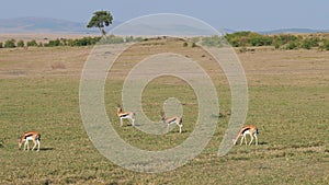 Thompson Gazelles Graze On Pasture Of African Savanna