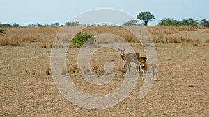 Thompson Gazelles Graze On Pasture Of African Savanna