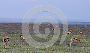 Thompson Gazelles in Serengeti plains