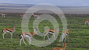 Thompson Gazelles in Serengeti plains