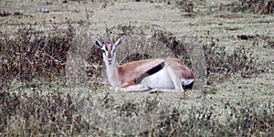 Thompson`s gazelle resting Serengeti National Park