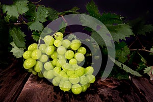 Thompson Seedless Grapes photo