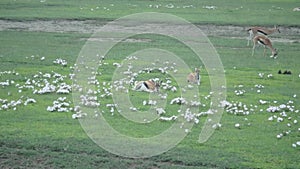 Thompsons gazelle in Ngorongoro Crater, Tanzania