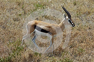 Thomson gazelle photo