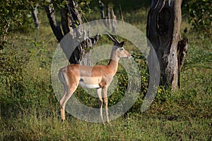 Thomson gazelle photo