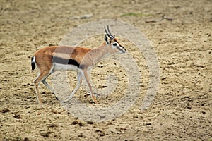 Thomson gazelle