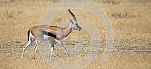 Thomson Gazelle