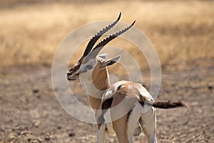 Thomson Gazelle