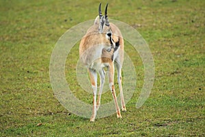 Thomson gazelle photo