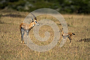 Thomson gazelle and baby face each other