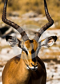 Thomson gazelle close-up in Namibia