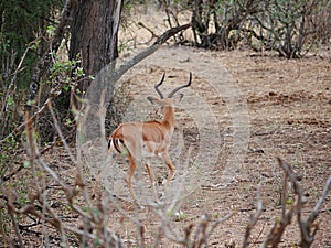 Thomson Gazelle close-up on safari in Tarangiri-Ngorongoro