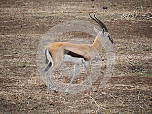 Thomson Gazelle close-up, Thomson`s Thompson Throsson safari Ngorongoro-Tarangiri in Africa