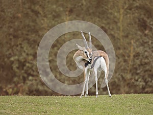 Thomson gazelle Eudorcas thomsoni