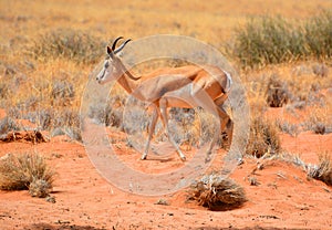The Thomson gazelle Eudorcas thomsonii