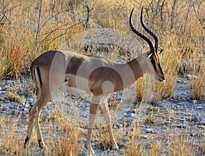 The Thomson gazelle Eudorcas thomsonii is one of the best-known gazelles.