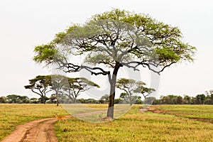 Thomson gazelle Eudorcas thomsonii in Serengeti National Park