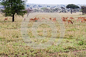 Thomson gazelle Eudorcas thomsonii in Serengeti National Park