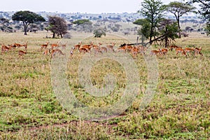 Thomson gazelle Eudorcas thomsonii in Serengeti National Park