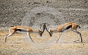 Thomson gazelle fight