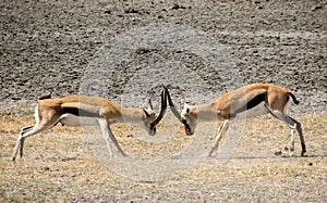 Thomson gazelle fight photo