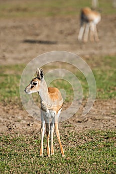 Thomson Gazelle on grassland.