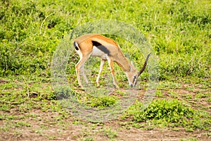 Thomson gazelle grazing in the savannah of ambosseli