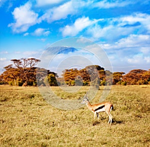 Thomson gazelle in Kenya over Kilimanjaro mountain photo