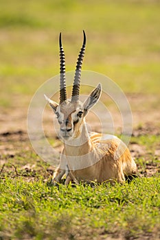 Thomson gazelle lies on grass facing camera