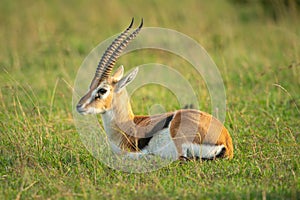 Thomson gazelle lies in grass facing left