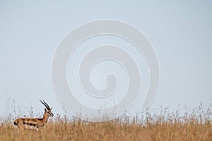Thomson gazelle in long grass on horizon