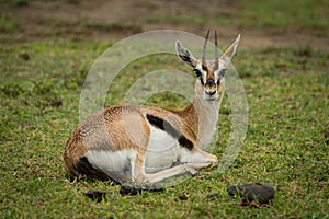 Thomson gazelle lying on grass facing camera