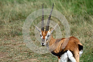 Thomson-gazelle, Maasai Mara Game Reserve, Kenya