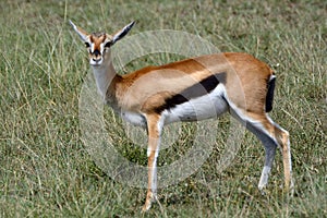 Thomson-gazelle, Maasai Mara Game Reserve, Kenya