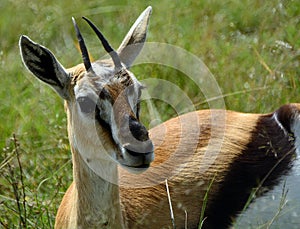 Thomson-gazelle, Maasai Mara Game Reserve, Kenya photo