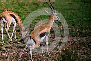 Thomson-Gazelle In Maasai Mara Game Reserve National Park Narok County