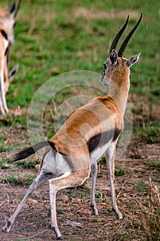 Thomson-Gazelle In Maasai Mara Game Reserve National Park Narok County