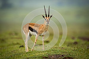 Thomson gazelle moves foreleg back on mound