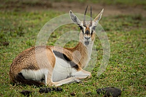 Thomson gazelle opens mouth lying on grass