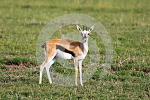 Thomson Gazelle Portrait