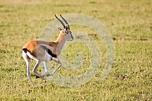 Thomson Gazelle Running in Serengeti photo