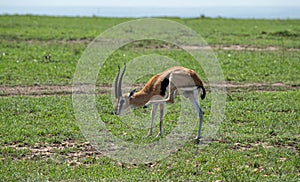 Thomson gazelle scratching on the Masai Mara, Kenya