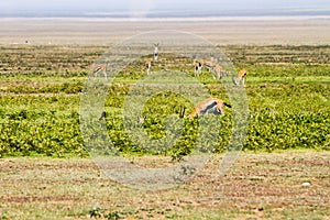 Thomson gazelle in Serengeti ecosystem