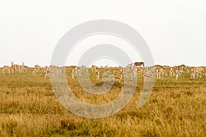 Thomson gazelle in Serengeti ecosystem