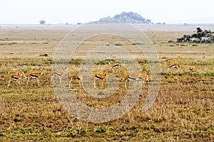 Thomson gazelle in Serengeti ecosystem